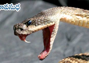 ఇంగ్లాండ్ కథ : విషవలయం