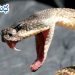 ఇంగ్లాండ్ కథ : విషవలయం