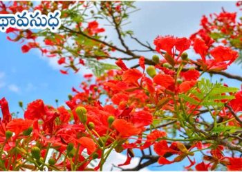 ఉర్దూ కథ: గుల్‌మొహర్ సాక్షిగా… 