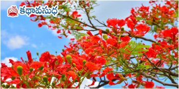 ఉర్దూ కథ: గుల్‌మొహర్ సాక్షిగా… 