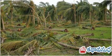 తుఫాను నుంచి మిగిలిన కొబ్బరి తోట
